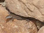 FZ028327 Brown lizard.jpg